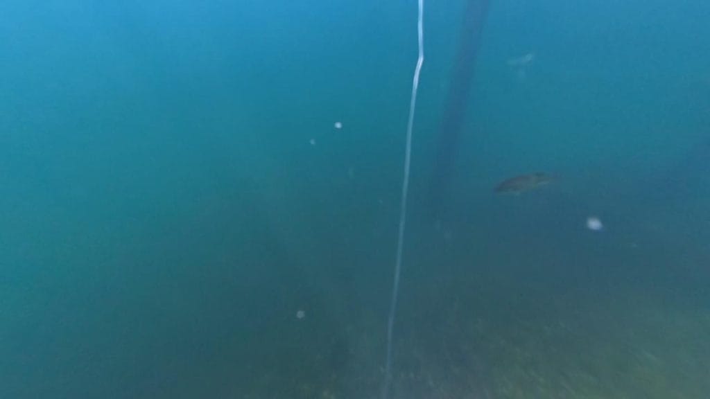 琵琶湖の海津大崎義経浜のバス釣りポイントで鉄塔までの沖10-70ｍで水中撮影したブラックバス