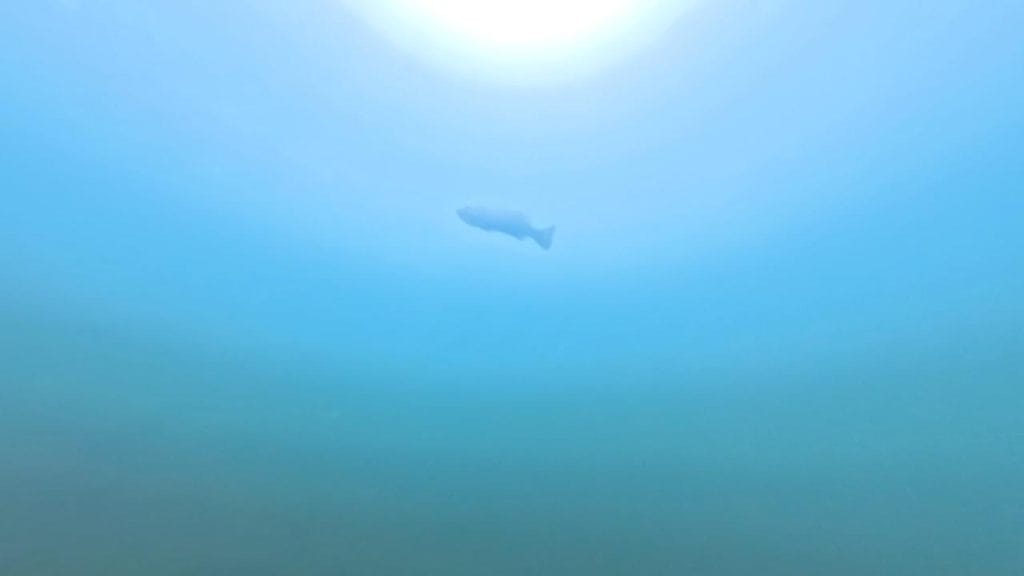 琵琶湖の海津大崎義経浜のバス釣りポイントで鉄塔までの沖10-70ｍで水中撮影したデカいブラックバス