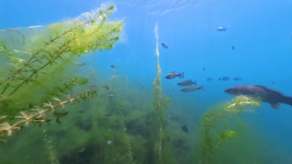 琵琶湖の海津大崎義経浜のバス釣りポイントで北の沖30-50ｍで水中撮影した鯉やブラックバス