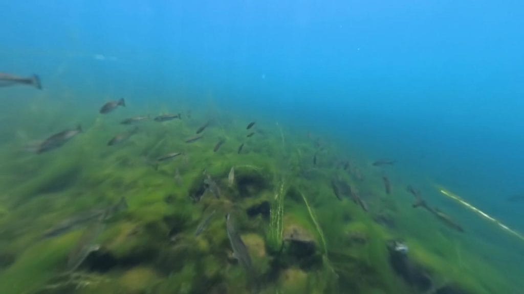 琵琶湖の海津大崎義経浜のバス釣りポイントで北の沖30-50ｍで水中撮影したバスの群れ