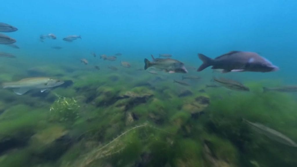 琵琶湖の海津大崎義経浜のバス釣りポイントで北の沖30-50ｍで水中撮影した鯉とバスの群れ