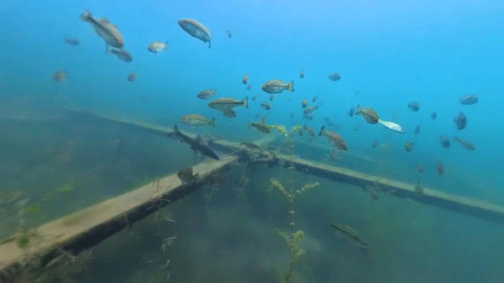 琵琶湖の海津ワンドのバス釣りポイントの沖30-60ｍで水中撮影したブラックバスの群れ