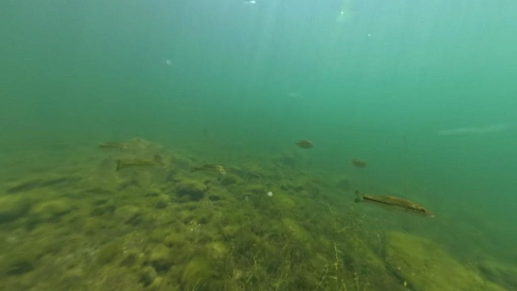 琵琶湖の海津大崎弁天浜の沖30-50ｍラインのロックエリアのバス釣りポイントで水中撮影したブラックバスとブル－ギル