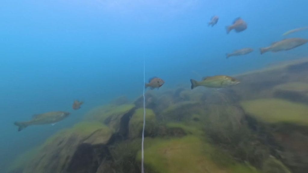 琵琶湖の海津大崎弁天浜の沖30-50ｍラインのロックエリアのバス釣りポイントで水中撮影したブラックバスとギルの群れ