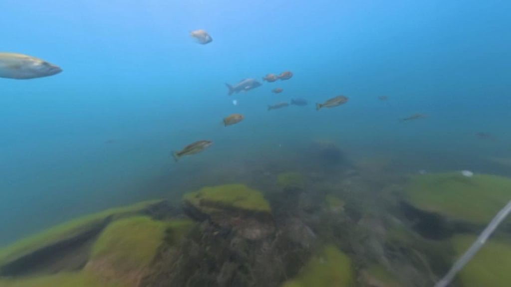 琵琶湖の海津大崎弁天浜の沖30-50ｍラインのロックエリアのバス釣りポイントで水中撮影したブラックバスとギル