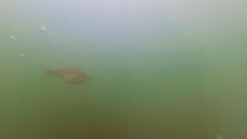 琵琶湖の相撲エリアの突堤周辺のバス釣りポイントで水中撮影した良型の鮒