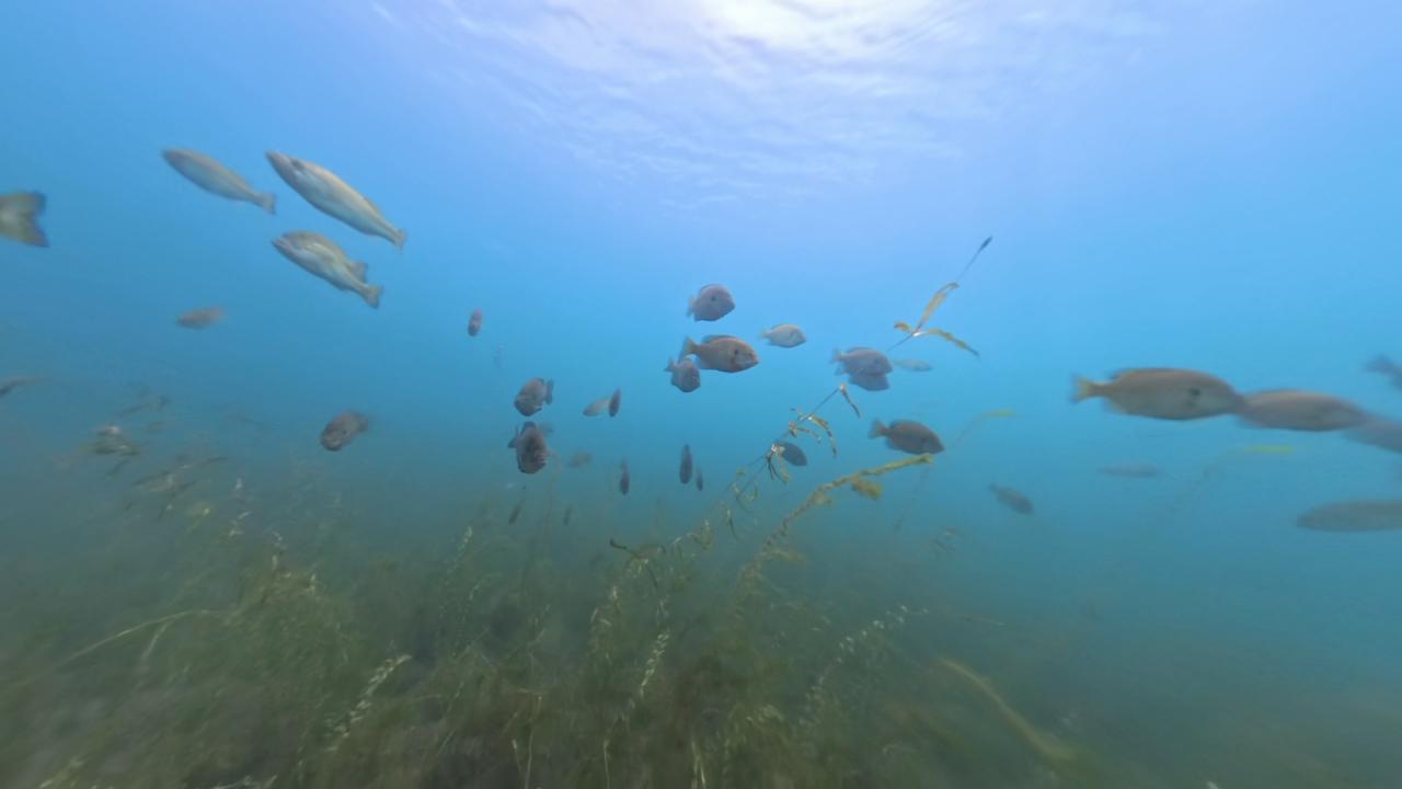 海津大崎弁天浜北側のバス釣りポイントを水中映像で紹介！琵琶湖の