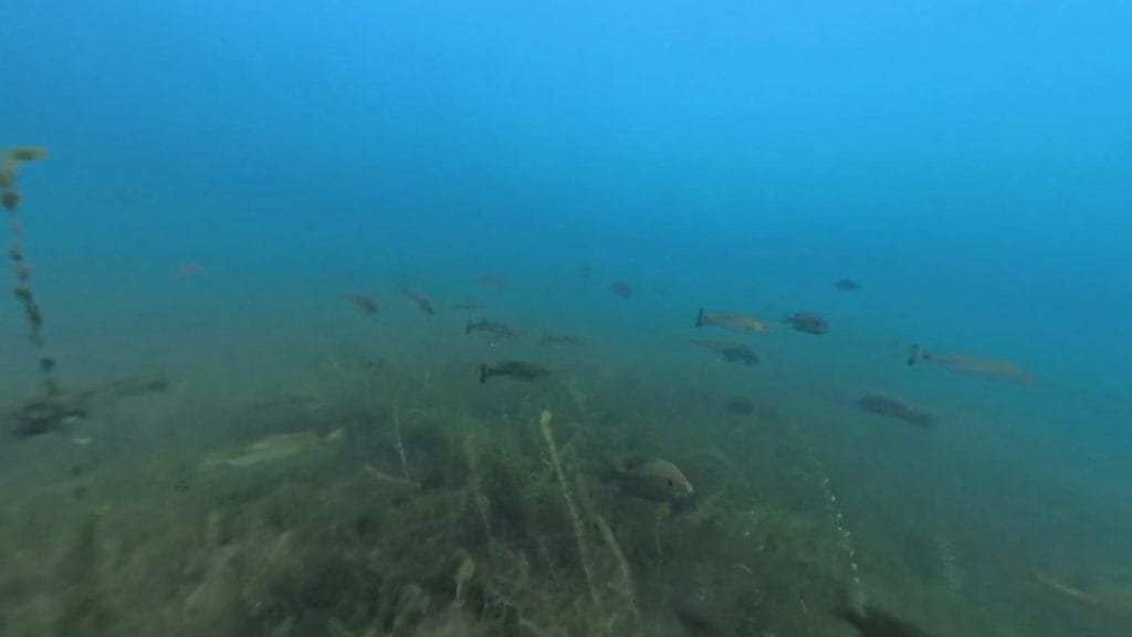 琵琶湖の海津大崎弁天浜の沖30-50ｍラインのバス釣りポイントで水中撮影したブラックバスとギル