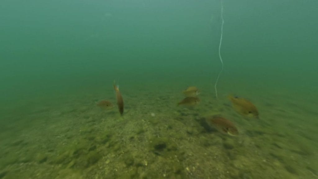 琵琶湖の海津大崎弁天浜の沖30-50ｍラインのバス釣りポイントで水中撮影したブルーギル