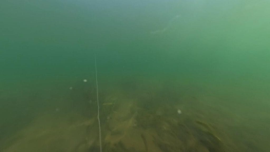 琵琶湖の中庄浜突堤のバス釣りポイントの沖70ｍほどの水中映像（魚影なし）