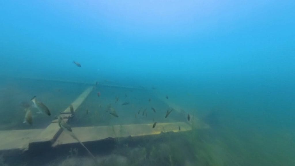 琵琶湖の海津ワンドのバス釣りポイントの沖30-60ｍで水中撮影した沈没船に群がるブラックバス