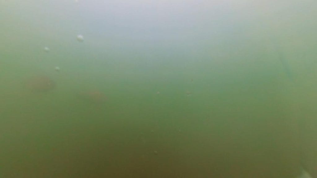 琵琶湖の相撲エリアの突堤周辺のバス釣りポイントで水中撮影したフナ