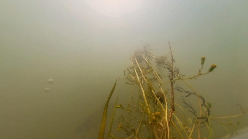 琵琶湖の相撲エリアの突堤周辺のバス釣りポイントで水中撮影したフイ－ドの下にいるフナ