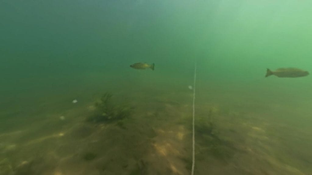 琵琶湖の中庄浜突堤のバス釣りポイントの沖30-50ｍラインで水中撮影したブラックバス