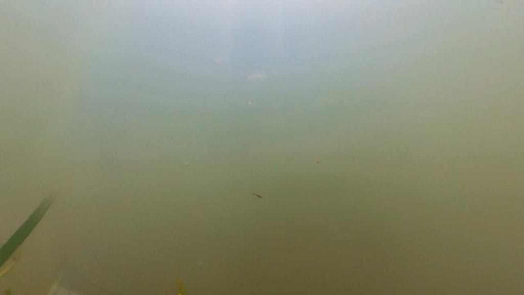 琵琶湖の相撲エリアの突堤周辺のバス釣りポイントの水中映像（魚影なし）