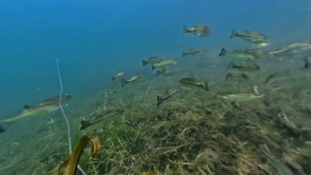 琵琶湖の海津ワンドのバス釣りポイントの護岸沖20-50ｍで水中撮影したバスの群れ