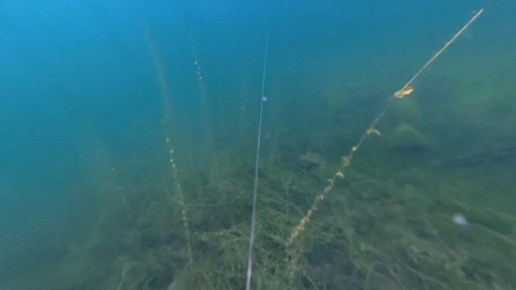 琵琶湖の海津ワンドのバス釣りポイントの護岸沖20-50ｍの水中映像（魚影なし）