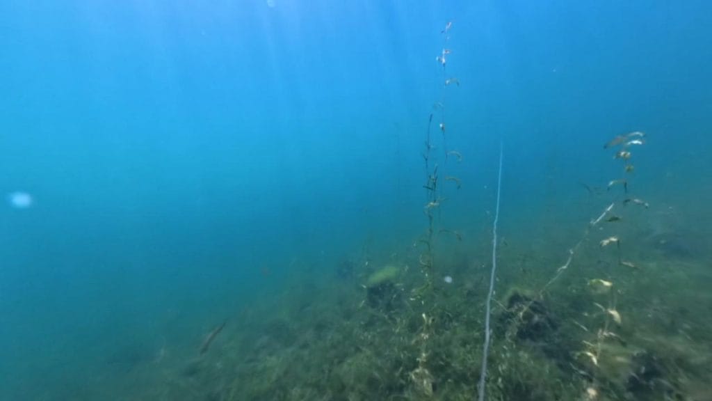 琵琶湖の海津ワンドのバス釣りポイントの護岸沖20-50ｍの水中映像