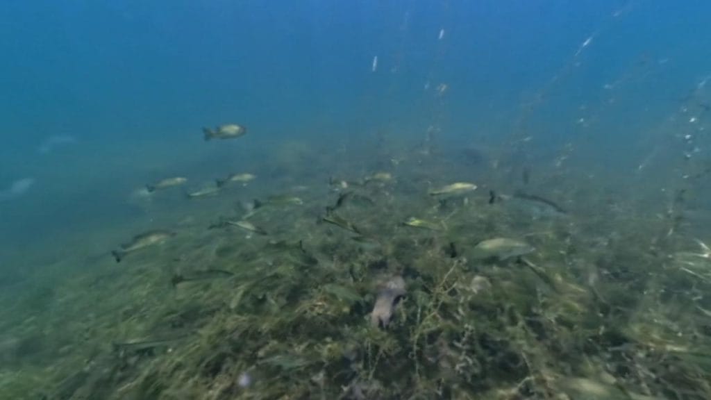 琵琶湖の海津ワンドのバス釣りポイントの護岸沖20-50ｍで水中撮影した小バスの群れ