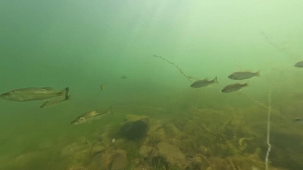 琵琶湖の彦根旧プリンスホテル前周辺のバス釣りのポイントの水中映像