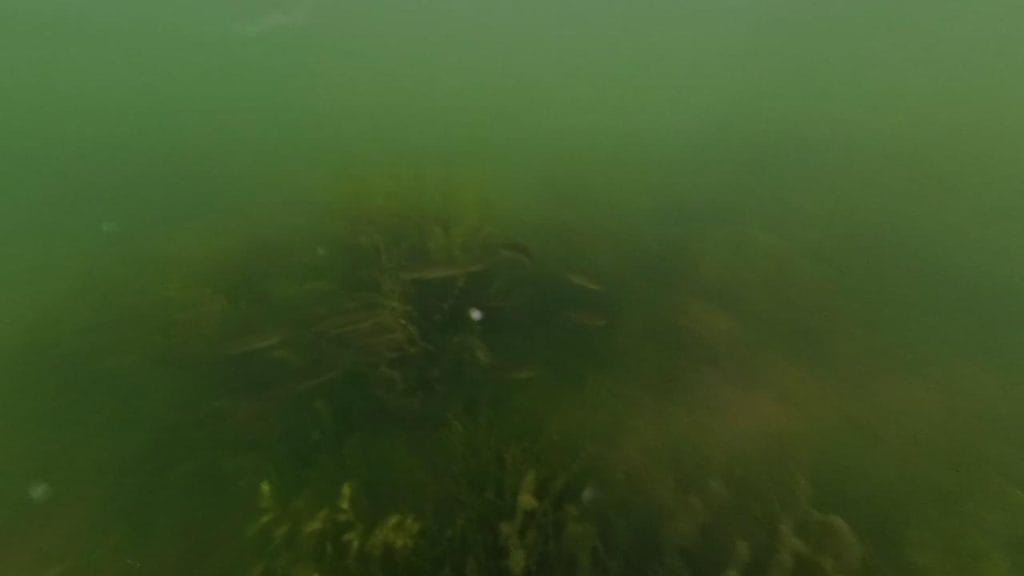 安曇川園地公園のポイント①の水中映像1