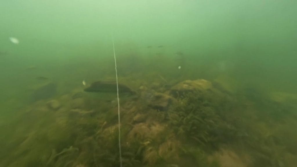 彦根旧プリンスホテル前周辺の烏帽子岩のバス釣りのポイントで水中撮影したブラックバスの群れ