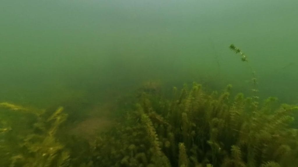 安曇川園地公園のポイント①の水中映像2