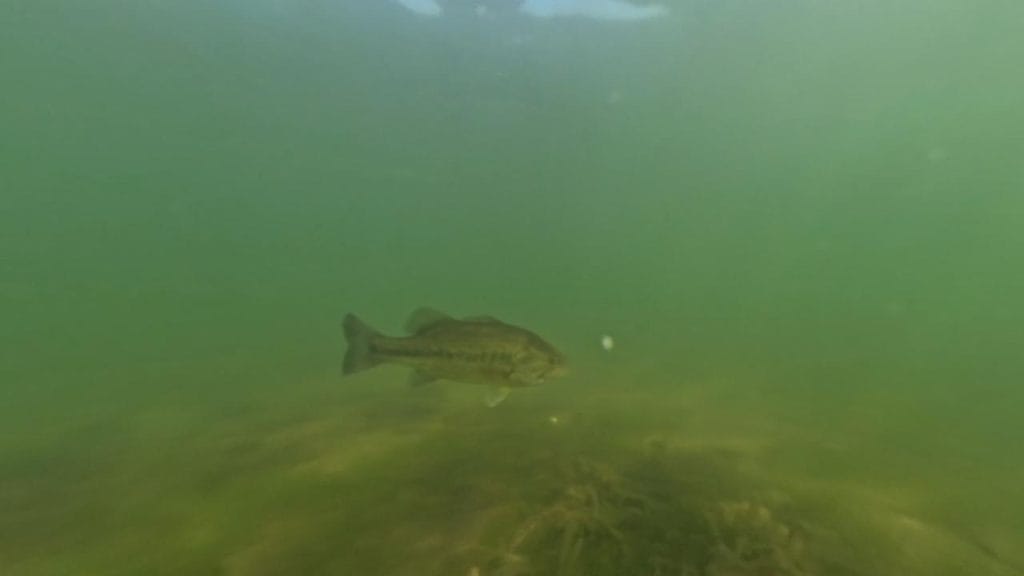 彦根旧プリンスホテル前周辺の烏帽子岩のバス釣りのポイントで水中撮影した大きなブラックバス