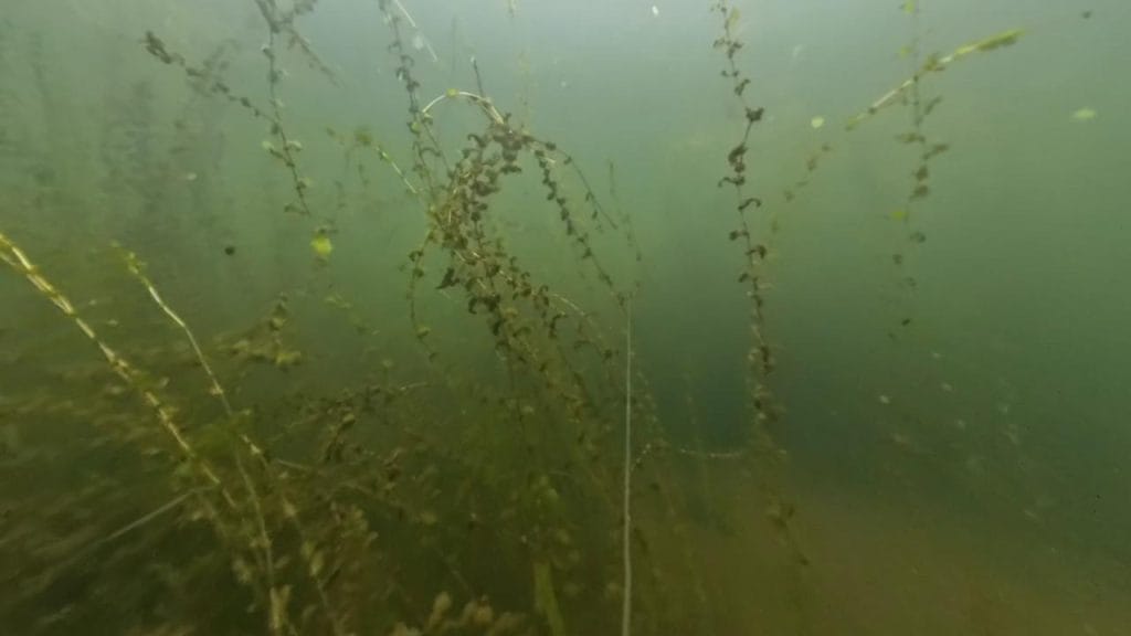 安曇川園地公園のポイント①の水中映像3