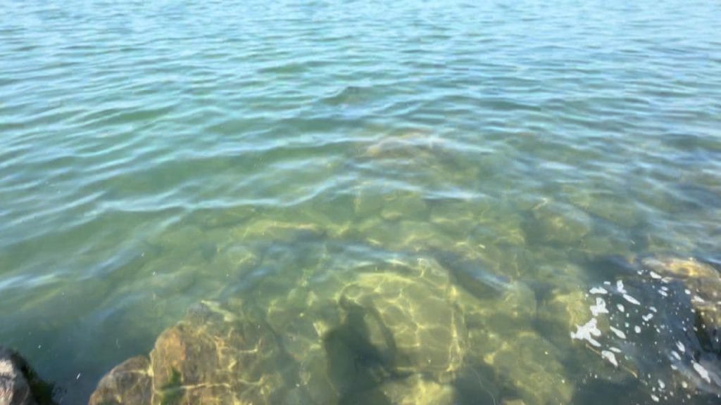 彦根旧プリンスホテル前周辺の烏帽子岩のバス釣りのポイントの足元