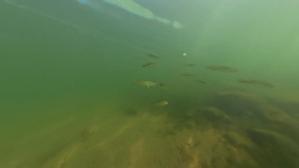 彦根旧プリンスホテル前周辺の烏帽子岩のバス釣りのポイントで水中撮影したブラックバスの群れ