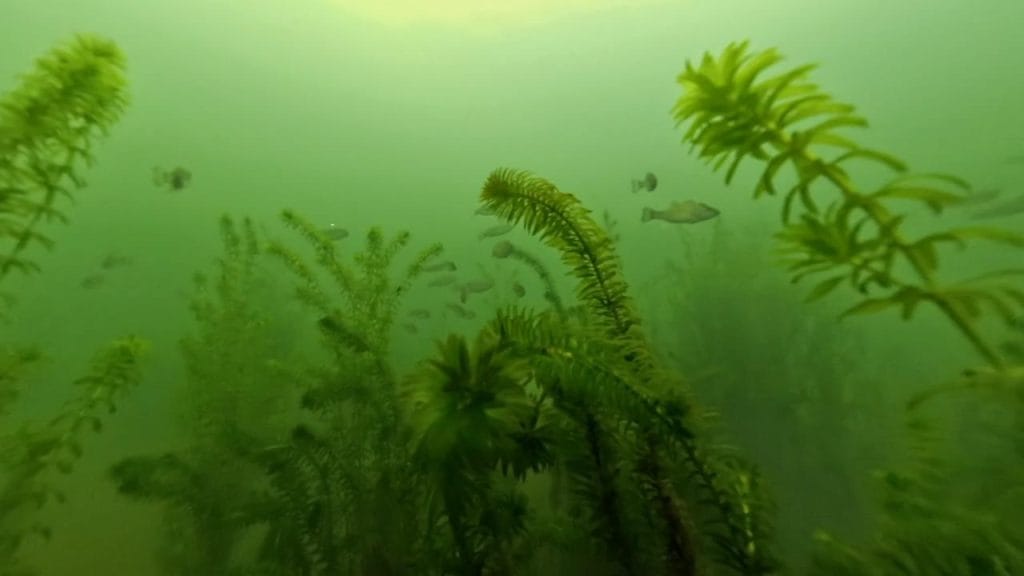 安曇川園地公園のポイント②の水中映像1