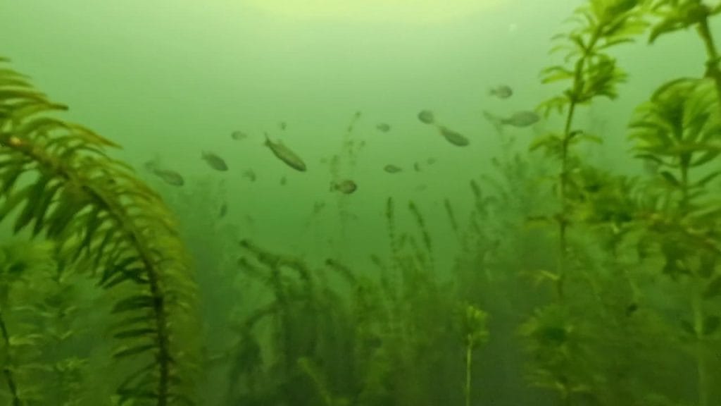 安曇川園地公園のポイント②の水中映像バスの群れ