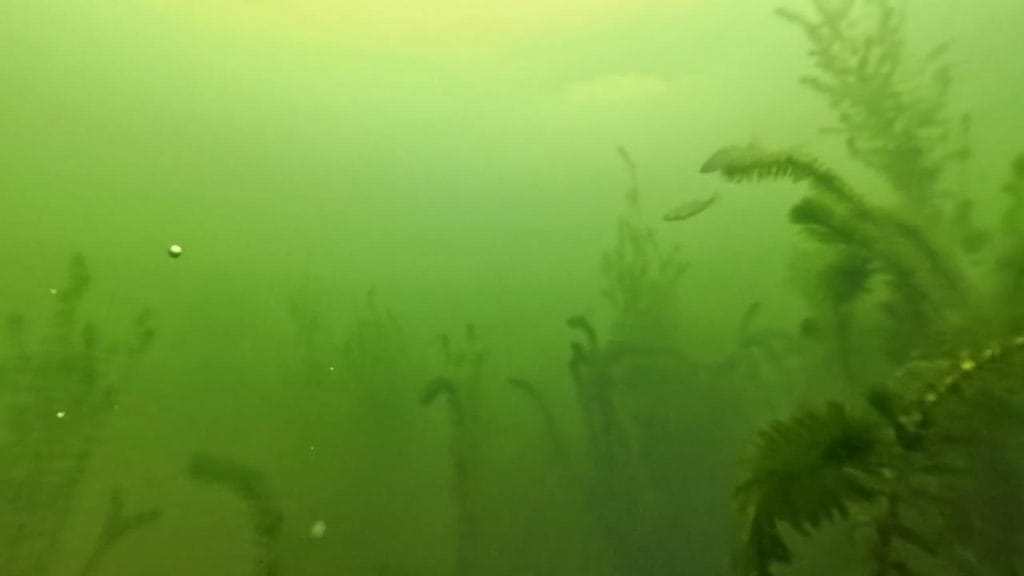 安曇川園地公園のポイント②の水中映像3