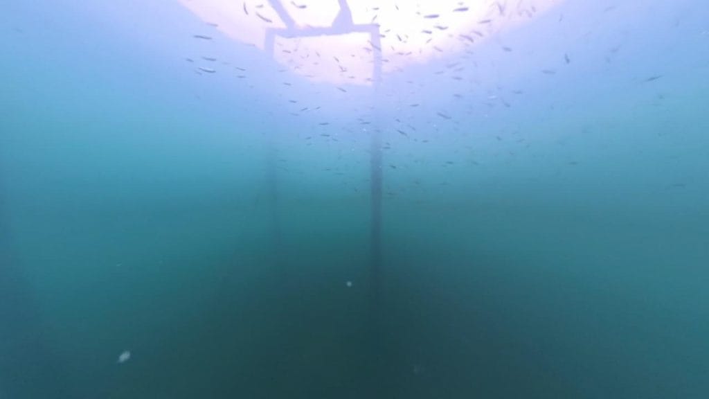 安曇川園地公園のポイント③の水中映像-ベイトフィッシュの群れ