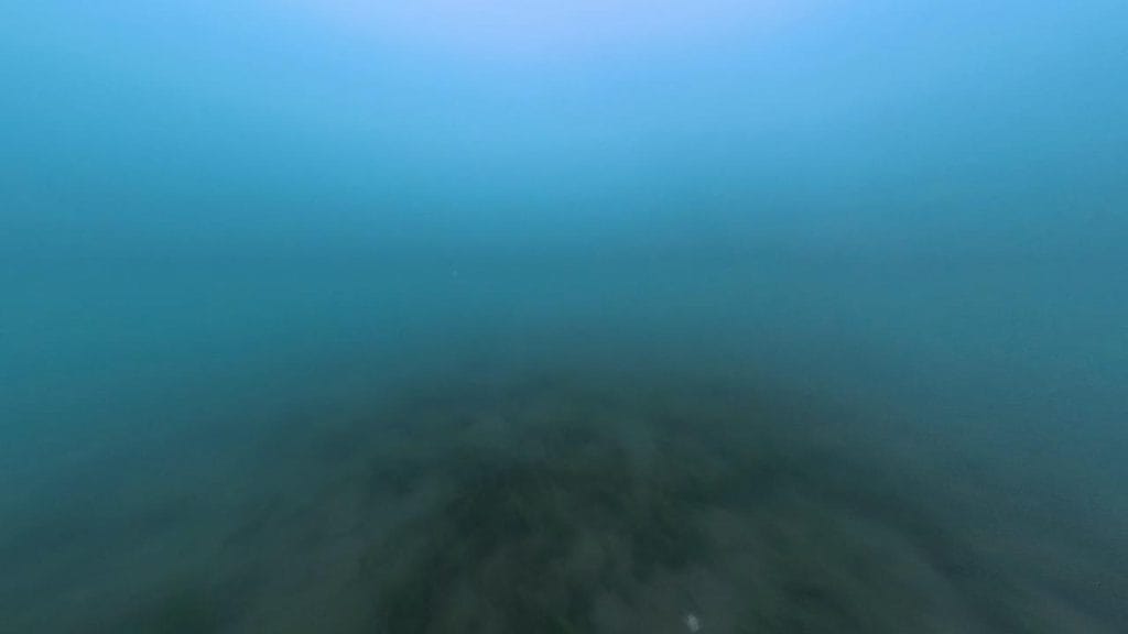 安曇川園地公園のポイント③の水中映像-4