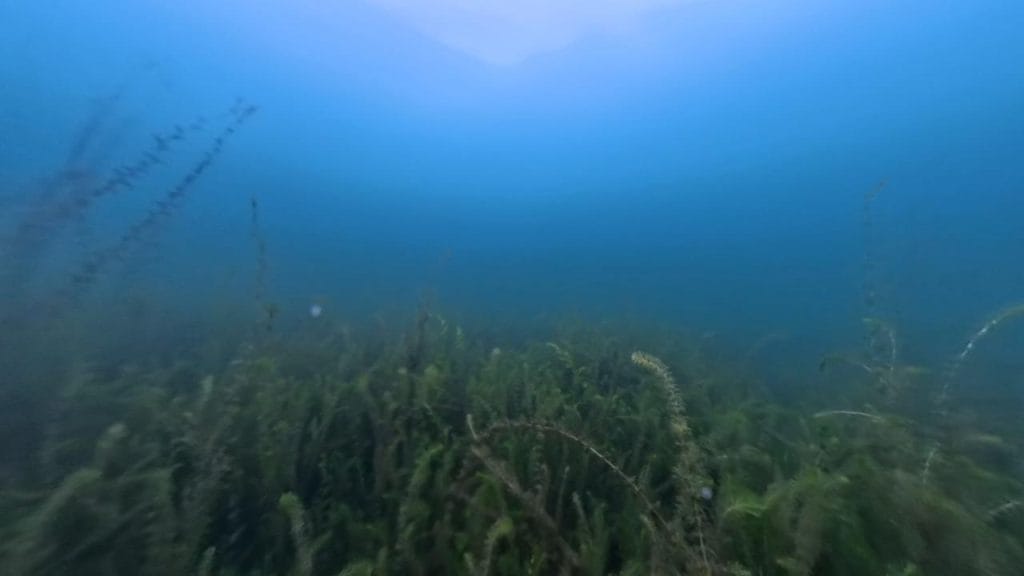 安曇川園地公園のポイント③の水中映像-5