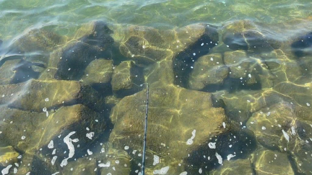 彦根旧プリンスホテル前中央のバス釣りポイントの足元