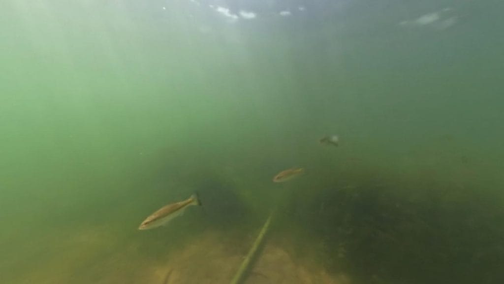 彦根旧プリンスホテル前中央のバス釣りポイントで水中撮影したブラックバスの群れ