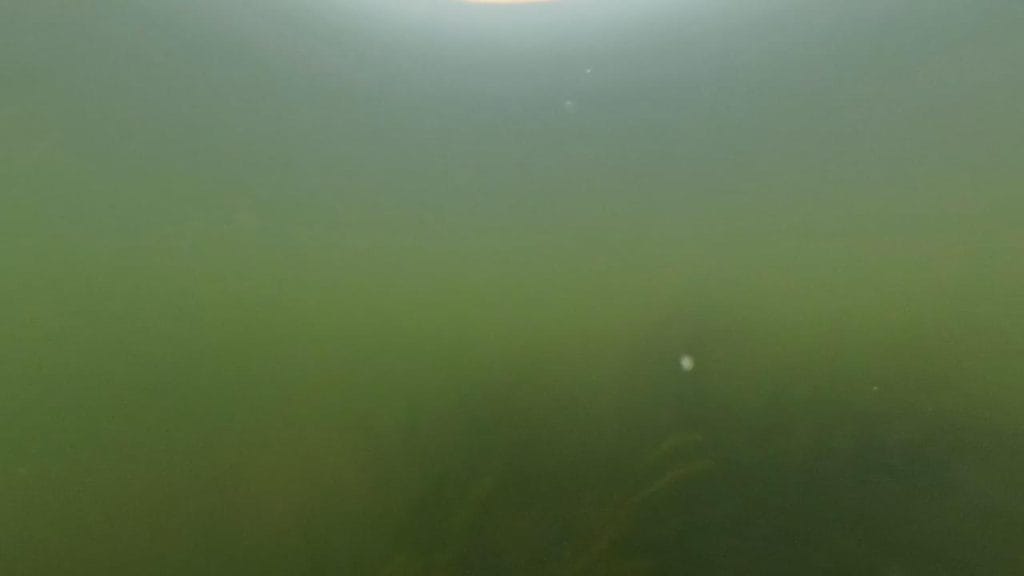 安曇川園地公園のポイント④の水中映像-3