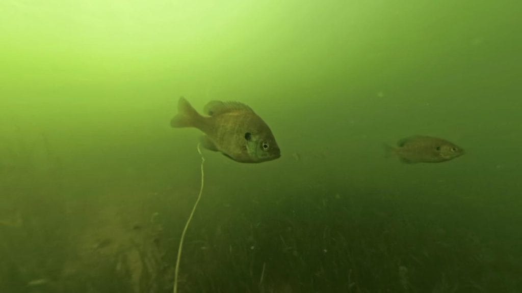 瀬田川南郷蛍橋北横エリアのバス釣りポイントで水中撮影したギル2匹