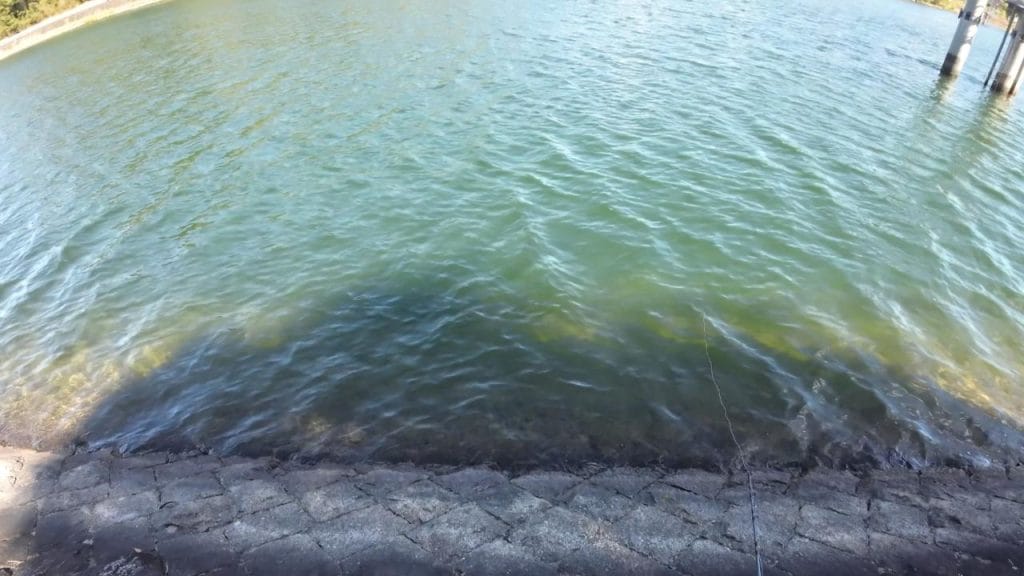 南郷洗堰のバス釣りポイント①の足元を撮影