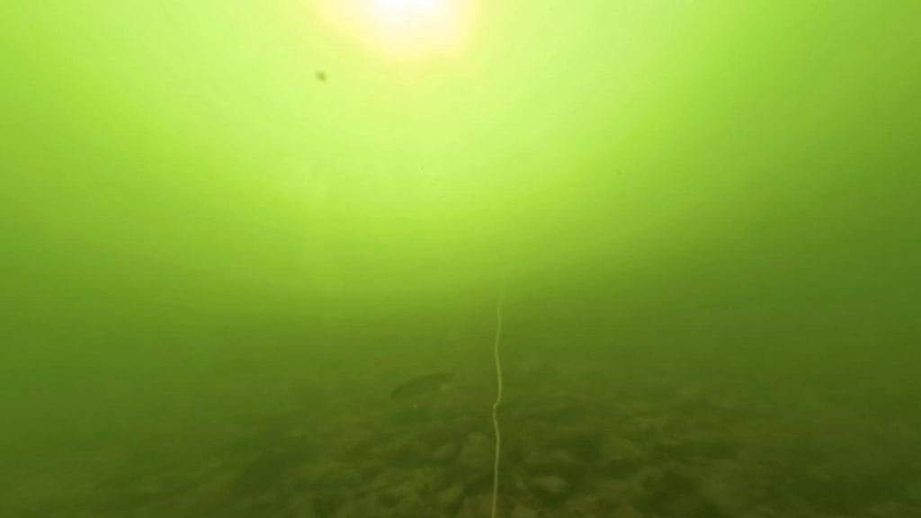 南郷洗堰のバス釣りポイント①の水中映像‐ブラックバス1匹