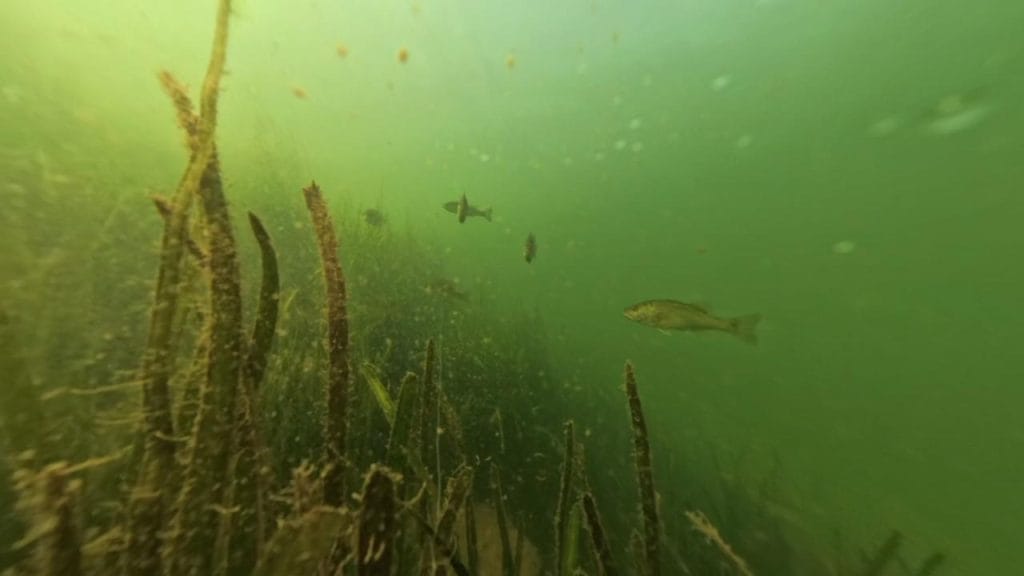 瀬田川南郷蛍橋北側エリアのバス釣りポイントで水中撮影したブラックバス