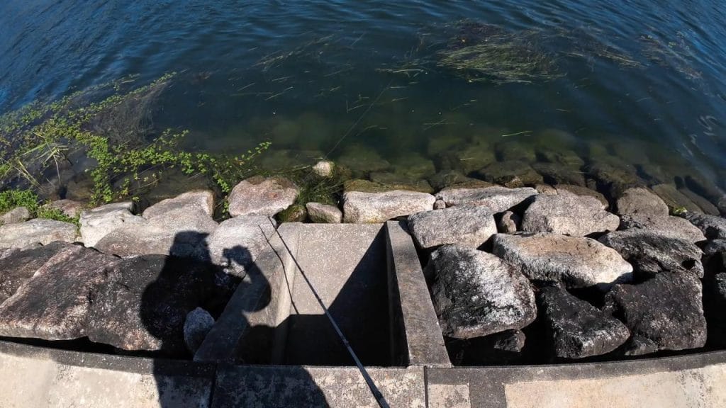 瀬田川南郷蛍橋北側エリア南のバス釣りポイントの足元