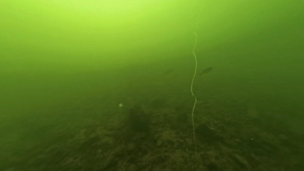 南郷洗堰のバス釣りポイント①の水中映像‐ブラックバス2匹