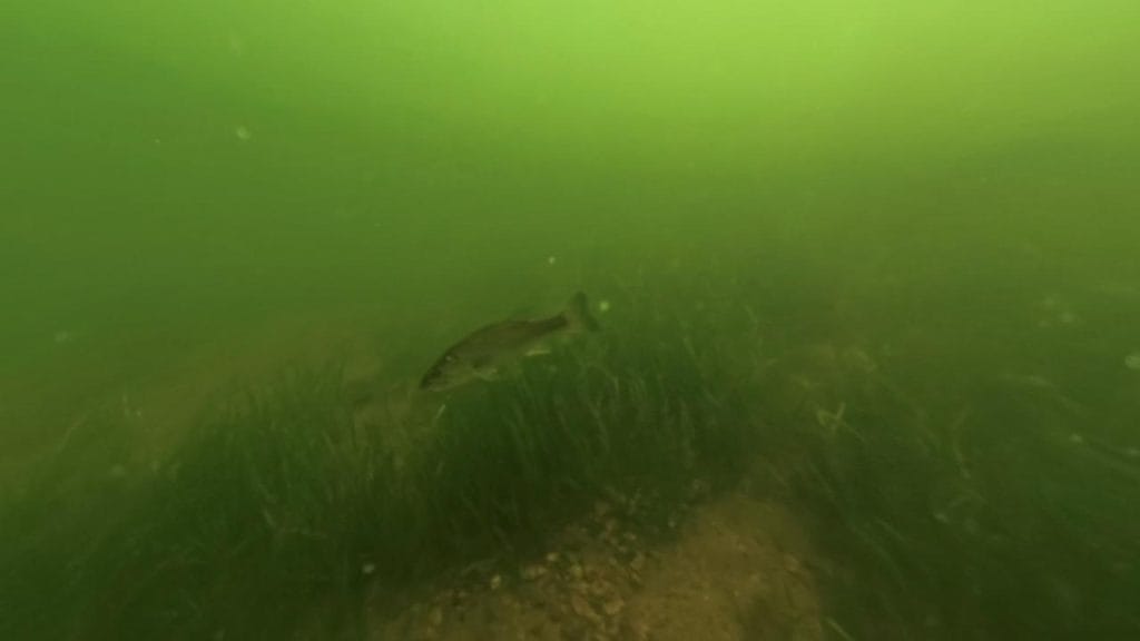 瀬田川南郷蛍橋北側エリア南のバス釣りポイントで水中撮影したブラックバス