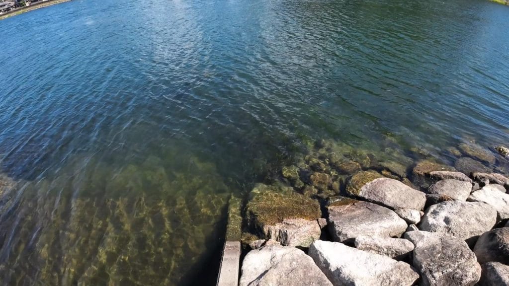 瀬田川南郷蛍橋中央エリア南のバス釣りポイントの足元