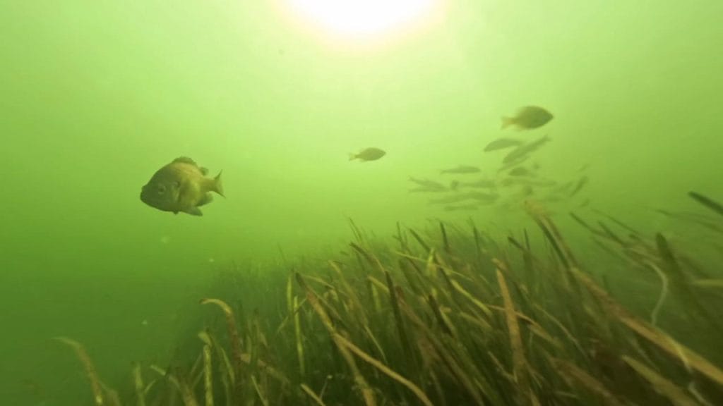 瀬田川南郷蛍橋中央エリア南のバス釣りポイントで水中撮影したギルとベイトフィッシュ