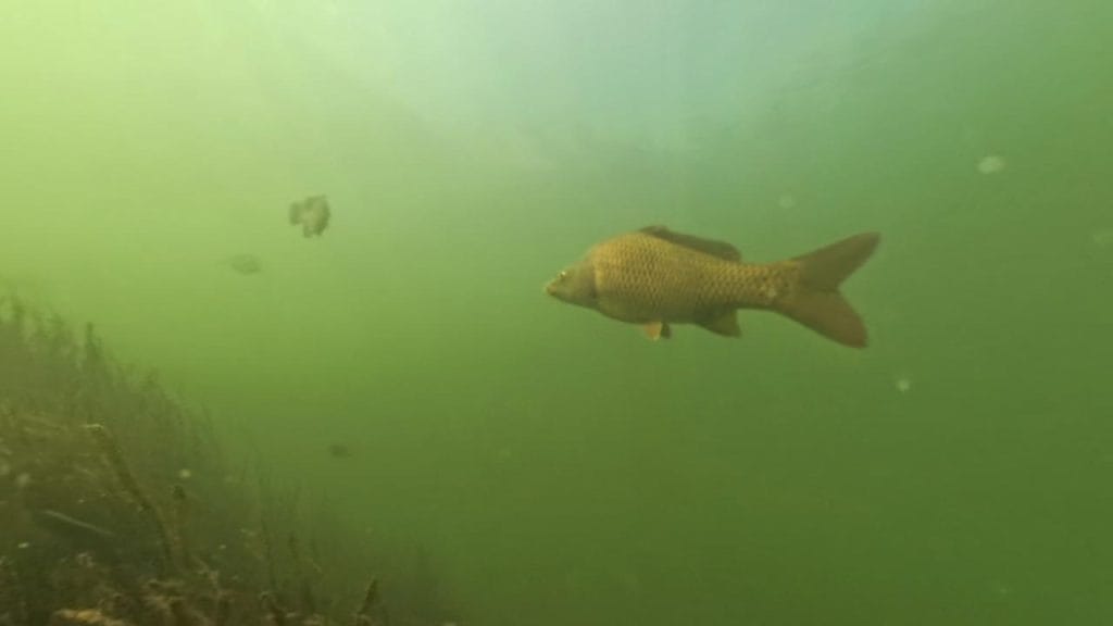 瀬田川南郷蛍橋南側エリアのバス釣りポイントで水中撮影した鯉